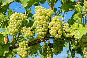 Sarig Winery