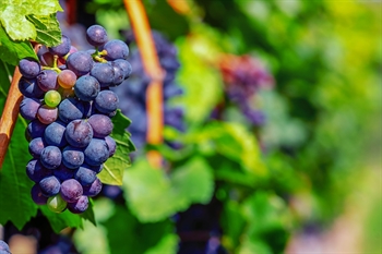 Carmel Wines